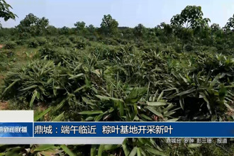 鼎城：端午临近 粽叶基地开采新叶