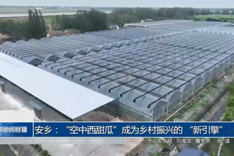 安乡：“空中西甜瓜”成为乡村振兴的 “新引擎”