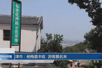 津市：杨梅喜丰收 游客慕名来