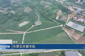 津市：水果玉米喜丰收