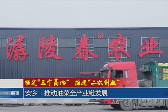 安乡：推动油菜全产业链发展