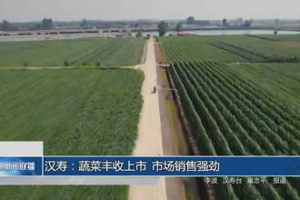 汉寿：蔬菜丰收上市 市场销售强劲