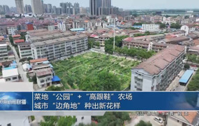 菜地“公园”+“高跟鞋”农场：城市“边角地”种出新花样