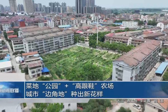 菜地“公园”+“高跟鞋”农场：城市“边角地”种出新花样