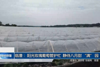 临澧：阳光玫瑰葡萄管护忙 静待八月甜“满”园