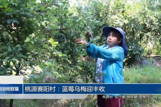 桃源赛阳村：蓝莓乌梅迎丰收