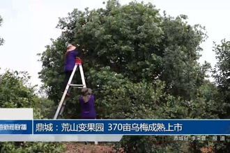 鼎城：荒山变果园 370亩乌梅成熟上市