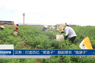 汉寿：打造百亿“菜篮子” 鼓起菜农“钱袋子”