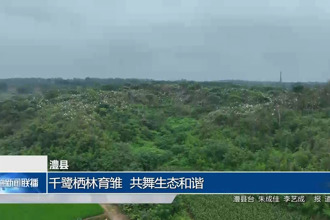 澧县：千鹭栖林育雏 共舞生态和谐
