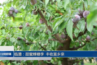 临澧：甜蜜蜂糖李 丰收富乡亲