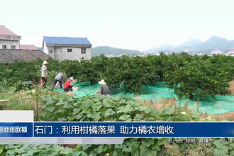 石门：利用柑橘落果 助力橘农增收