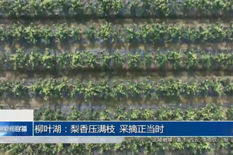 柳叶湖：梨香压满枝 采摘正当时