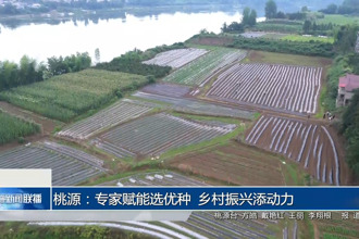 桃源：专家赋能选优种 乡村振兴添动力