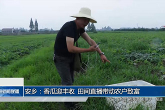 安乡：香瓜迎丰收 田间直播带动农户致富