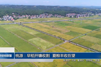 桃源：早稻开镰收割 夏粮丰收在望