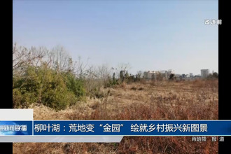柳叶湖：荒地变“金园” 绘就乡村振兴新图景
