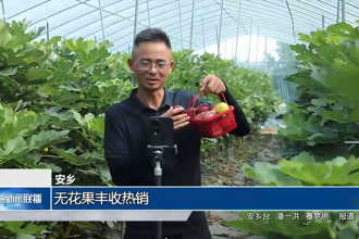 安乡：无花果丰收热销