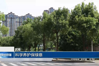 武陵：科学养护保绿意