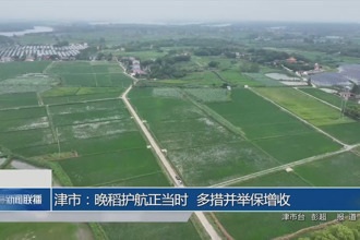 津市：晚稻护航正当时 多措并举保增收