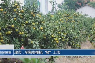 津市：早熟柑橘抢“鲜”上市
