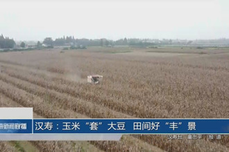 汉寿：玉米“套”大豆 田间好“丰”景