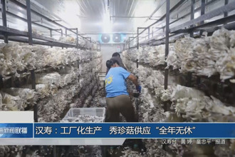 汉寿：工厂化生产 秀珍菇供应“全年无休”