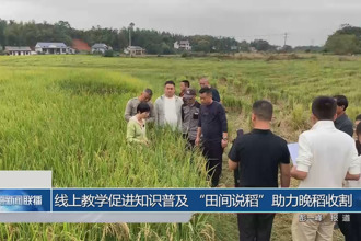 线上教学促进知识普及 “田间说稻”助力晚稻收割