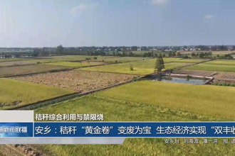 安乡：秸秆“黄金卷”变废为宝 生态经济实现“双丰收”