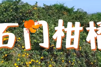 【石门柑橘】我的甜蜜镜头