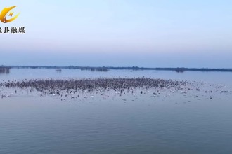 【澧县】候鸟齐聚北民湖