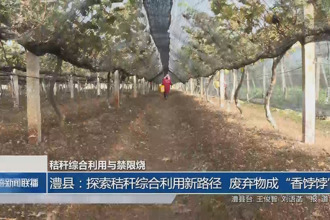 澧县：探索秸秆综合利用新路径 废弃物成“香饽饽”