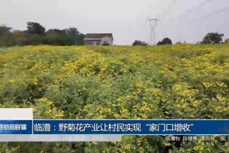 临澧：野菊花产业让村民实现“家门口增收”