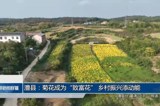 澧县：菊花成为“致富花” 乡村振兴添动能