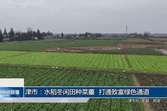 津市：水稻冬闲田种菜苔 打通致富绿色通道