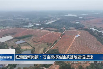 临澧四新岗镇：万亩高标准油茶基地建设提速