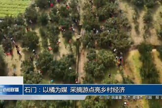 石门：以橘为媒 采摘游点亮乡村经济