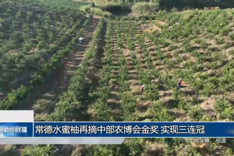 常德水蜜柚再摘中部农博会金奖 实现三连冠