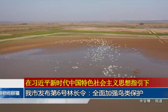 常德市发布第6号林长令：全面加强鸟类保护