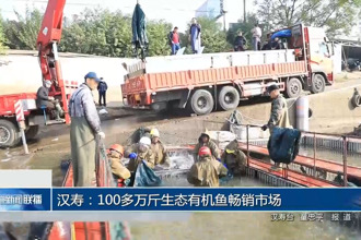 汉寿：100多万斤生态有机鱼畅销市场