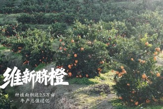 【石门】来维新补橙C 酸甜超对味