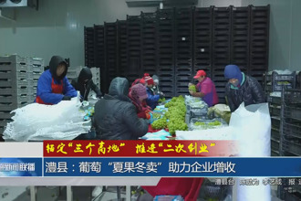 澧县：葡萄“夏果冬卖”助力企业增收