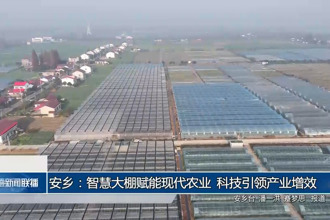 安乡：智慧大棚赋能现代农业 科技引领产业增效