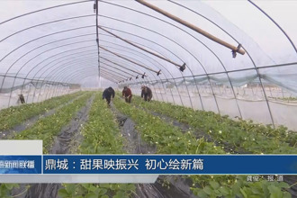 鼎城：甜果映振兴 初心绘新篇