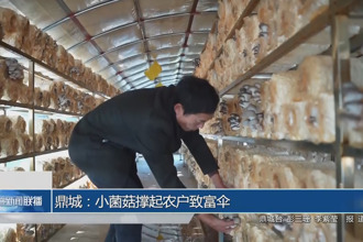 鼎城：小菌菇撑起农户致富伞