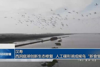 汉寿：西洞庭湖创新生态修复 人工碟形湖成候鸟“新食堂”