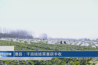 澧县：千亩娃娃菜喜获丰收