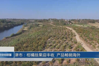 津市：柑橘挂果迎丰收 产品畅销飘香海外