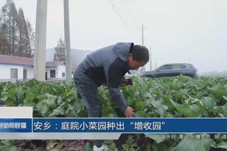安乡：庭院小菜园种出“增收园”