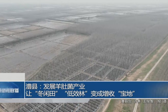 澧县：羊肚菌产业让“冬闲田”变增收“宝地”