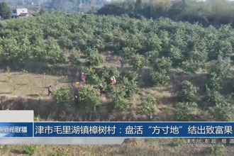 津市毛里湖镇樟树村：盘活“方寸地”结出致富果